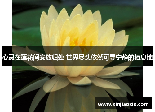 心灵在莲花间安放归处 世界尽头依然可寻宁静的栖息地